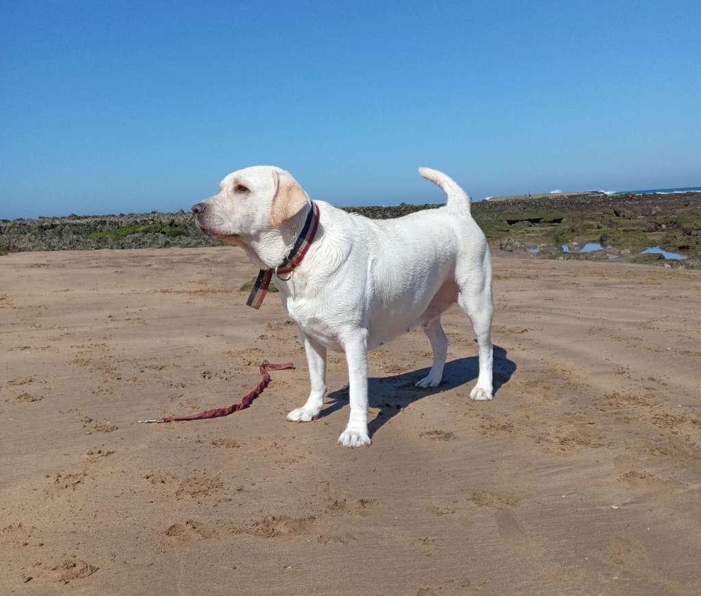 Chemotherapy for Dogs with Fibrosarcoma – What I Learned and What to Expect arya fibrosarcoma in dogs