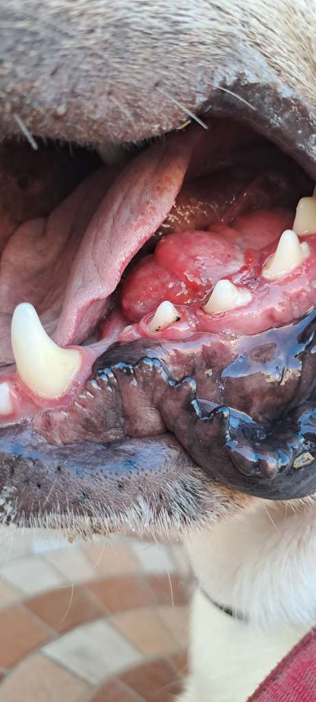 Symptoms of Fibrosarcoma in Dogs