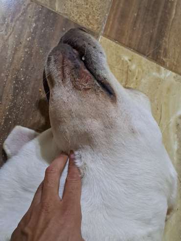 Symptoms of Fibrosarcoma in Dogs