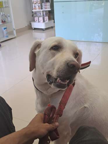 fibrosarcoma in dogs
