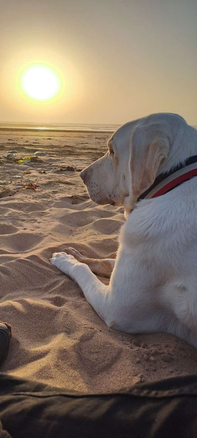 fibrosarcoma in dogs