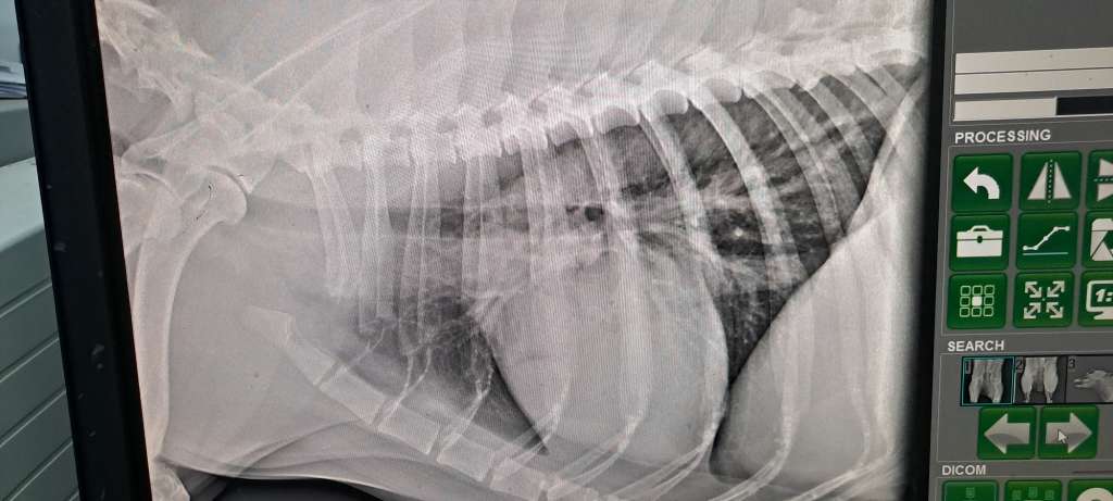 x-rays fibrosarcoma in dogs
