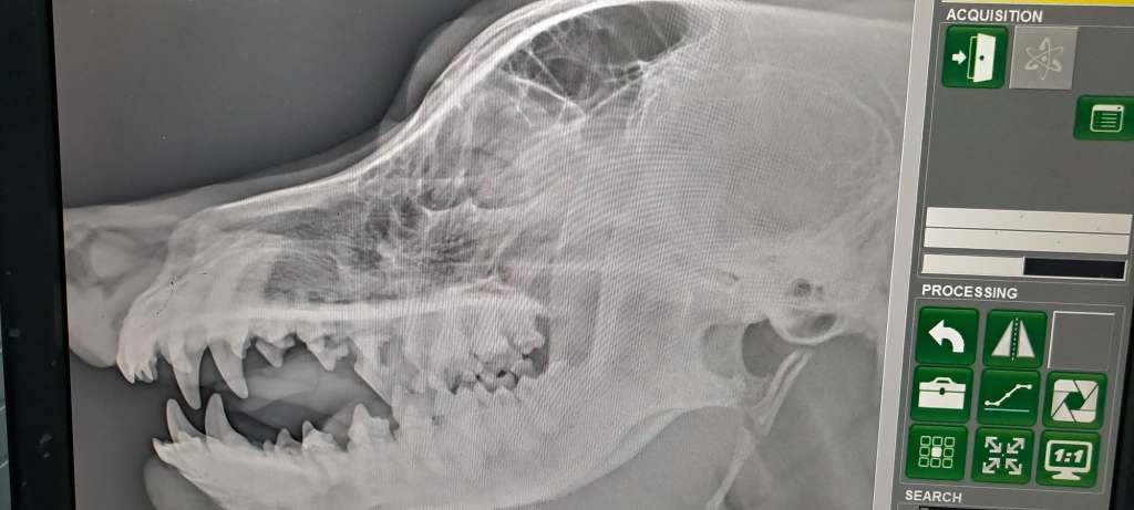 x-rays fibrosarcoma in dogs