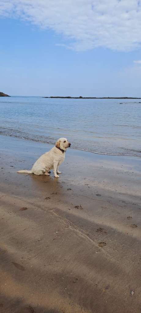 fibrosarcoma in dogs